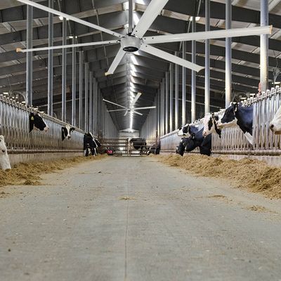 Rustige 1.5kW 24FT High Speed HVLS Grote industriële elektrische plafondventilator met PMSM-motor
