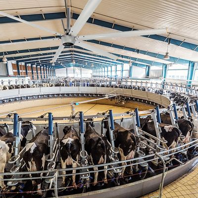 Rustige 1.5kW 24FT High Speed HVLS Grote industriële elektrische plafondventilator met PMSM-motor